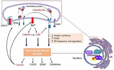 Why antidiabetic drugs are potentially neuroprotective during the Sars-CoV-2 pandemic: The focus on astroglial UPR and calcium-binding proteins